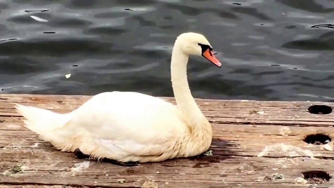 Sheeshead Bay | Brooklyn | New York {Real Goose}