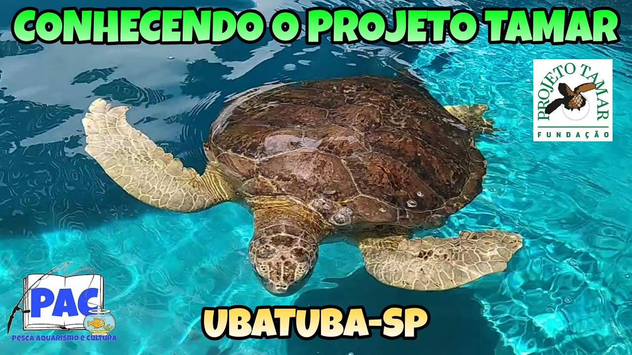 Visita ao Projeto Tamar / Ubatuba-SP