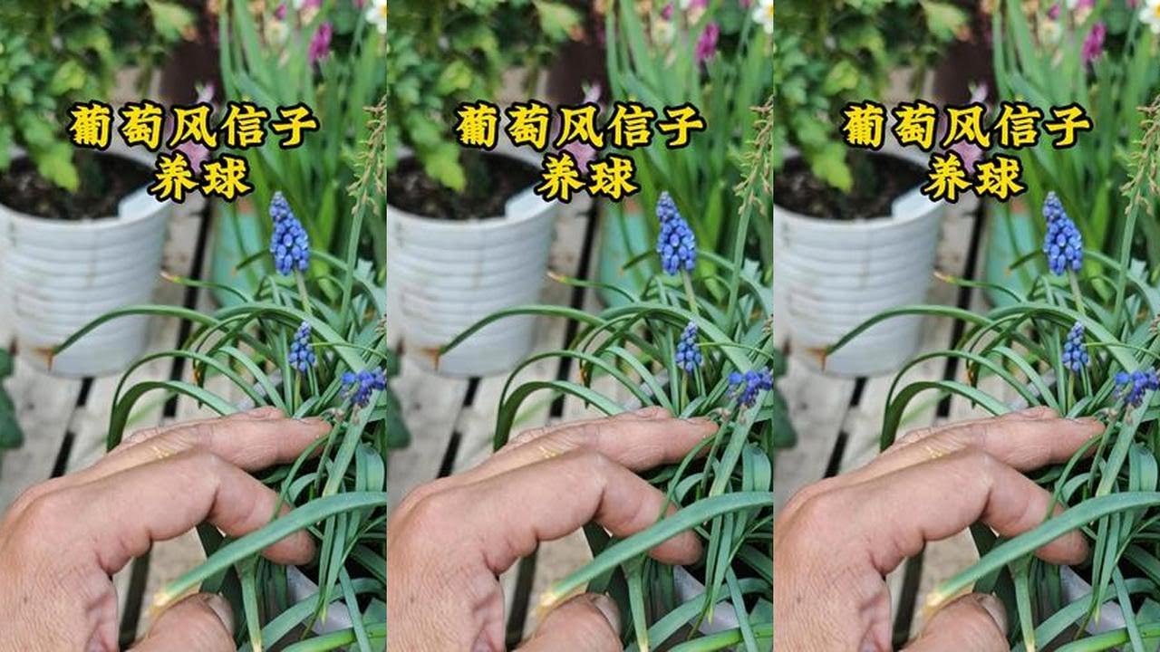 葡萄风信子花后别扔，记住这几步，来年花更多，种球能翻倍 葡萄风信子花后别扔，记住这几步，来年花更多，种球能翻倍