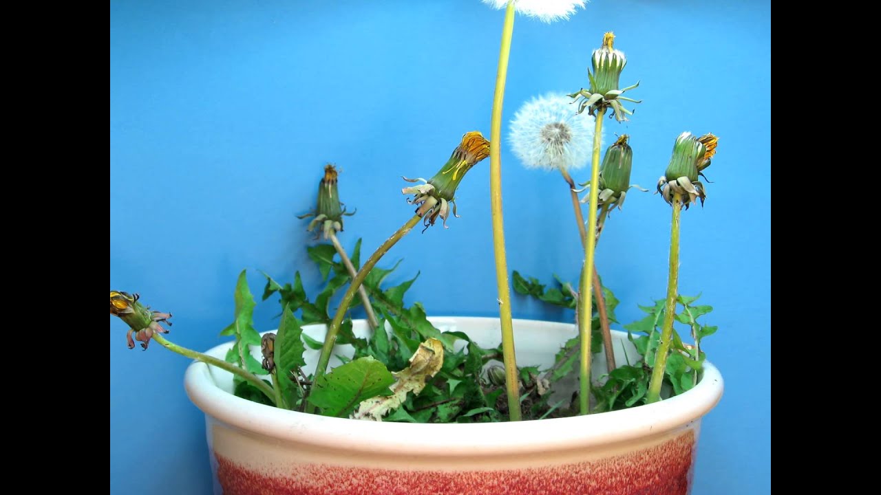 Time Lapse of Dandelions Blooming and Going to Seed