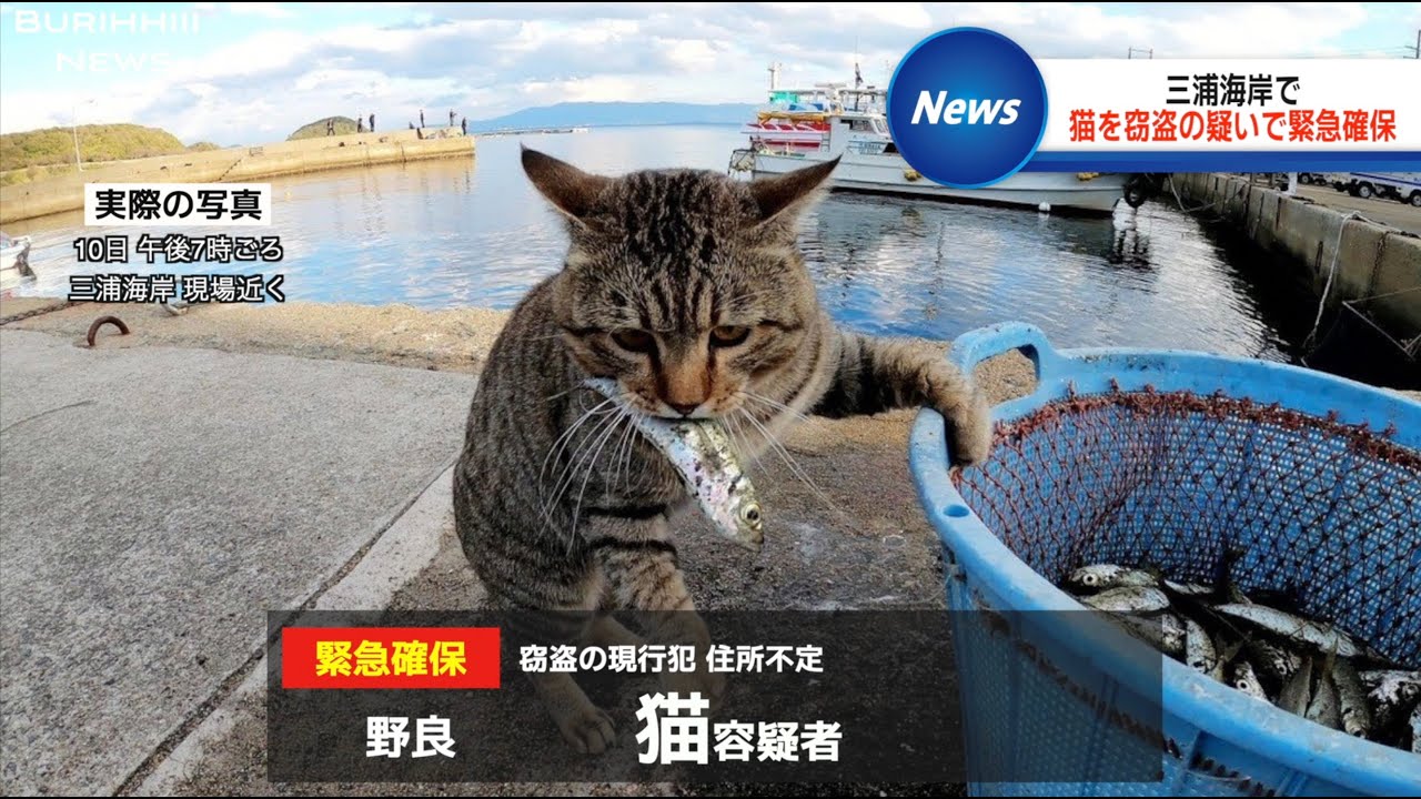 猫が窃盗の容疑で逮捕されてツボるアナウンサー