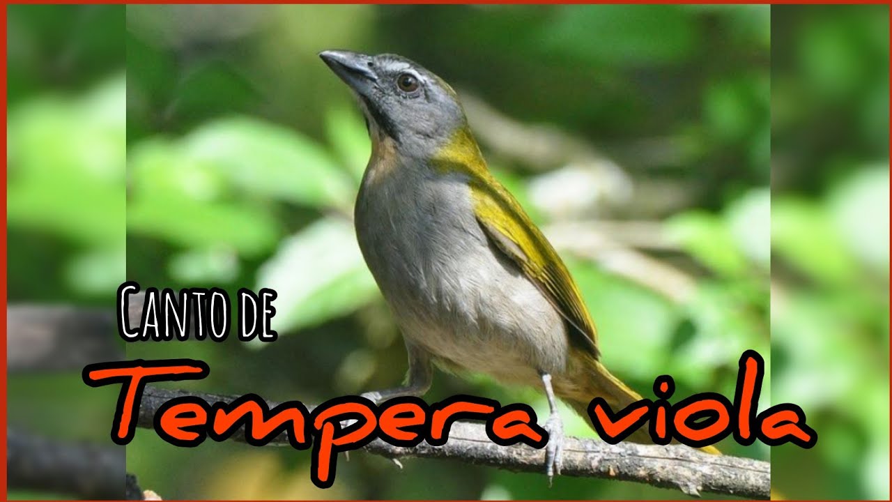 Canto de Tempera viola