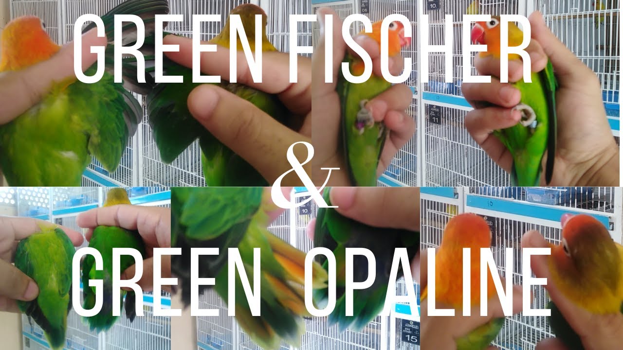 Difference Between Green Fischer & Green Opaline | Green Opaline | Green Fischer | HWI Aviary