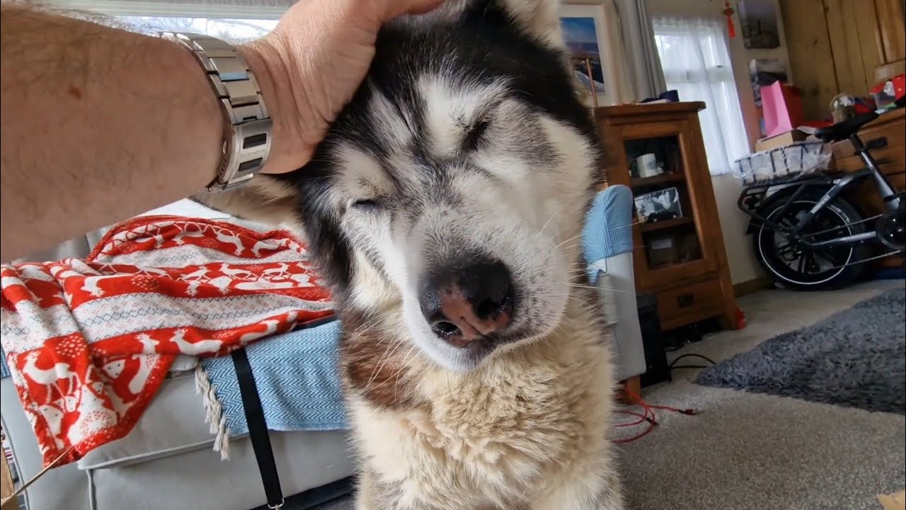 Husky Tries To Keep Up With His Unboxing