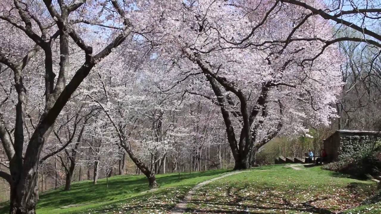 Dumbarton Oaks Gardens: Cherry Hill