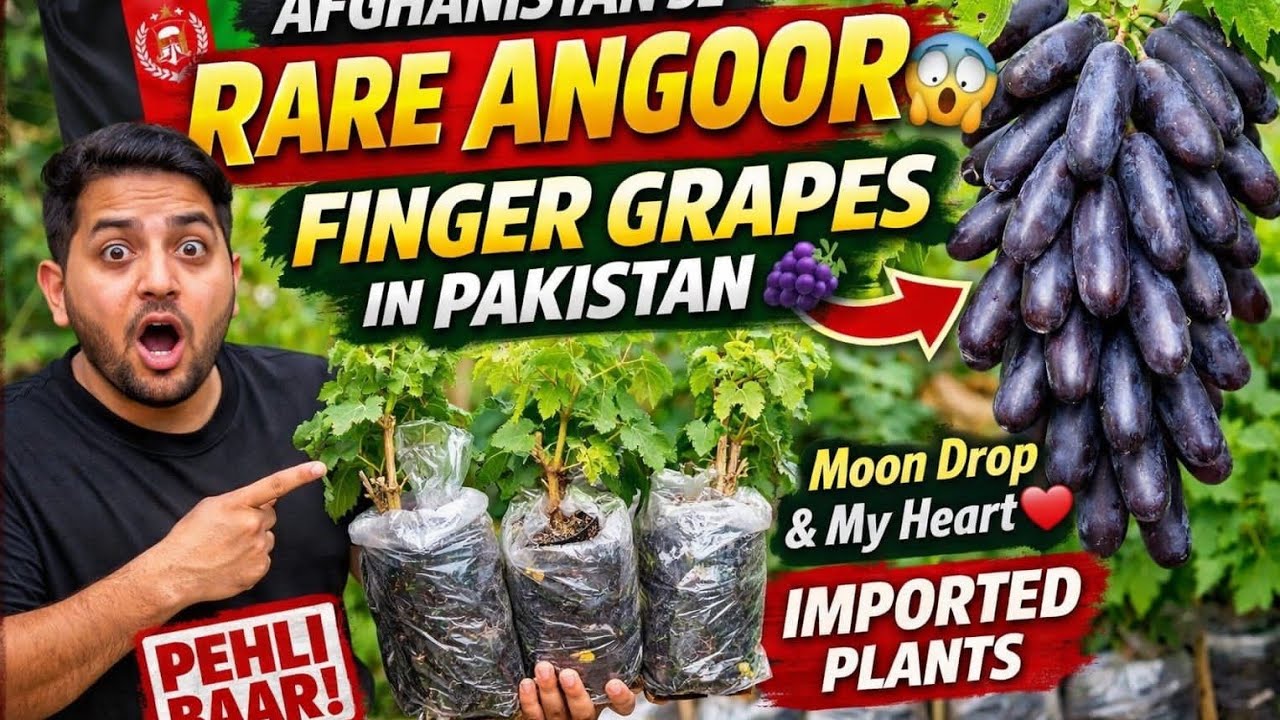Pakistan Mein Pehli Baar Afghanistan Se Imported Finger Grapes 😱 | Moon Drop & My Heart Plants