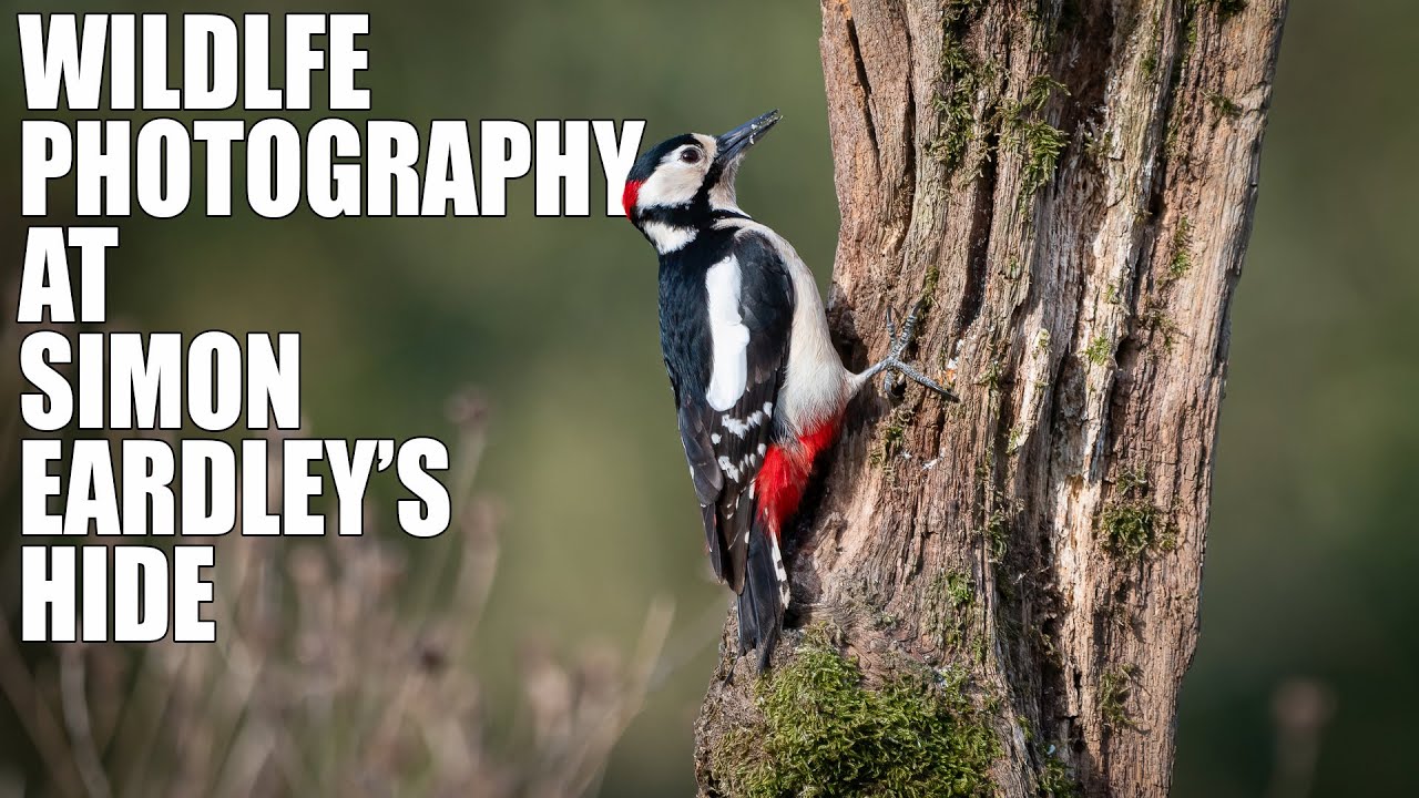 Wildlife Photography at Simon Eardley's Private Hide