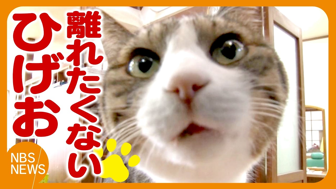 離れたくない「ひげお」
