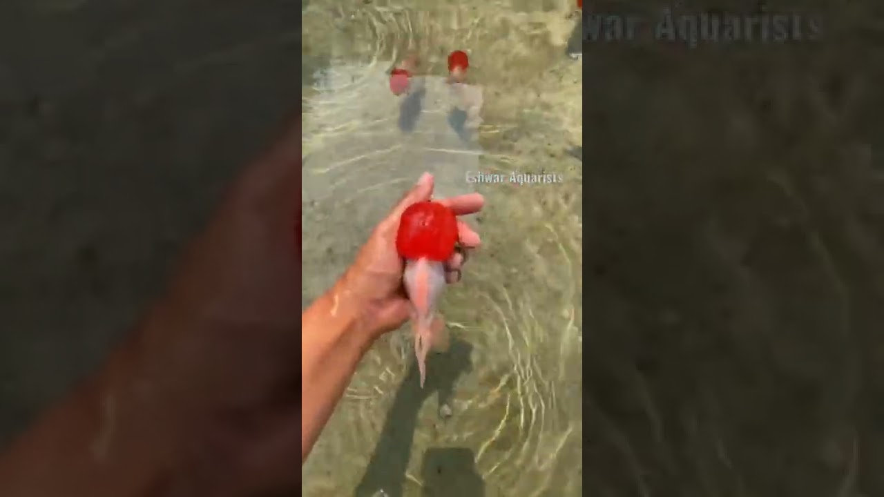 red cap oranda available in eshwar aquarists cheapest price available #orandagoldfish #oranda