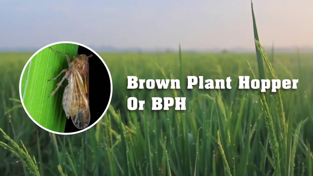 Best Plant Solution for Brown Plant Hoppers (BPH) - Dhanuka APPLY