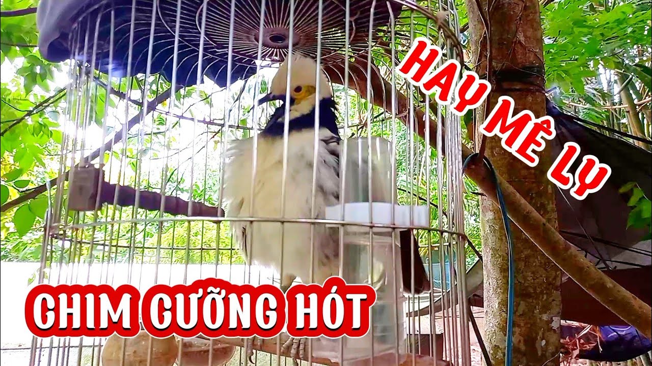 Tiếng chim Cưỡng hót nghe mê ly độc đáo - Chim Cưỡng hót độc lạ - Tiếng chim hót thư giãn.