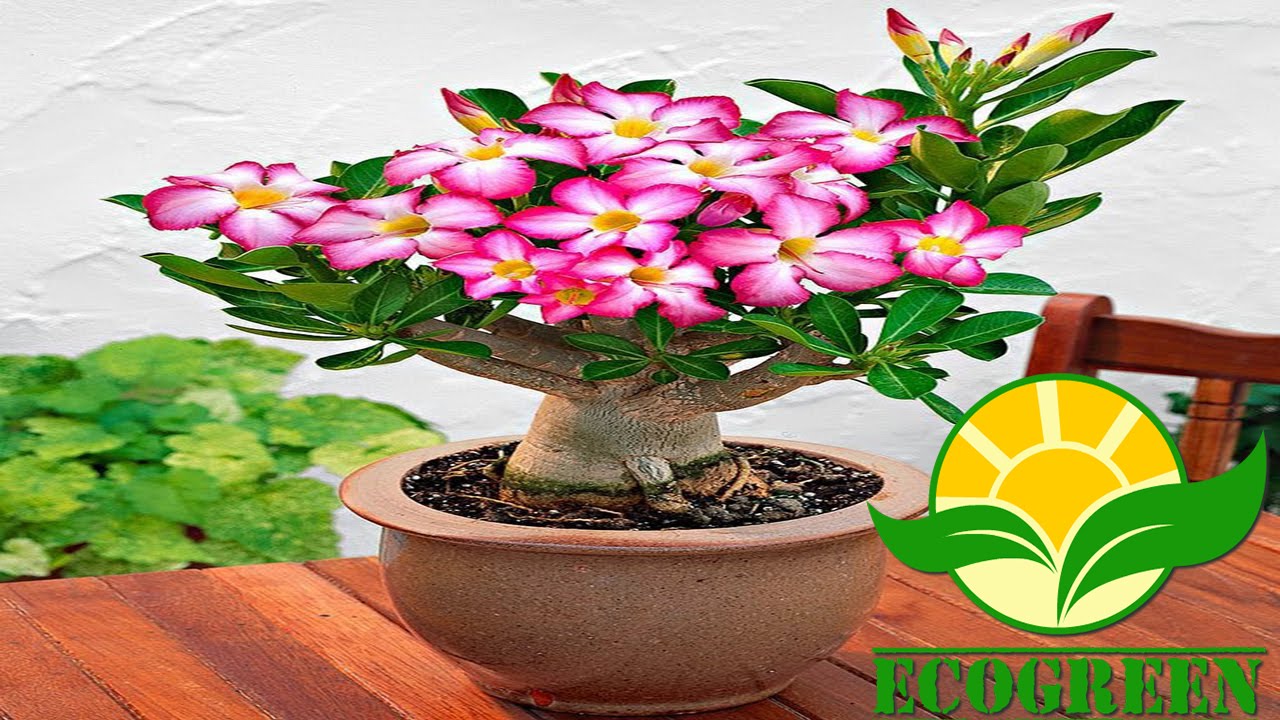 Como plantar e replantar rosa do deserto / Adenium Obesum. How to plant Adenium obesum.