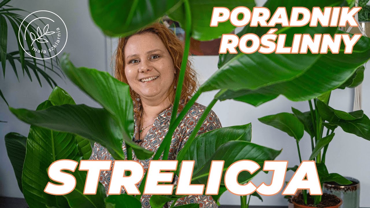 STRELICJA - pielęgnacja i uprawa, jak zajmować się&nbsp;strelicją? Poradnik roślinny
