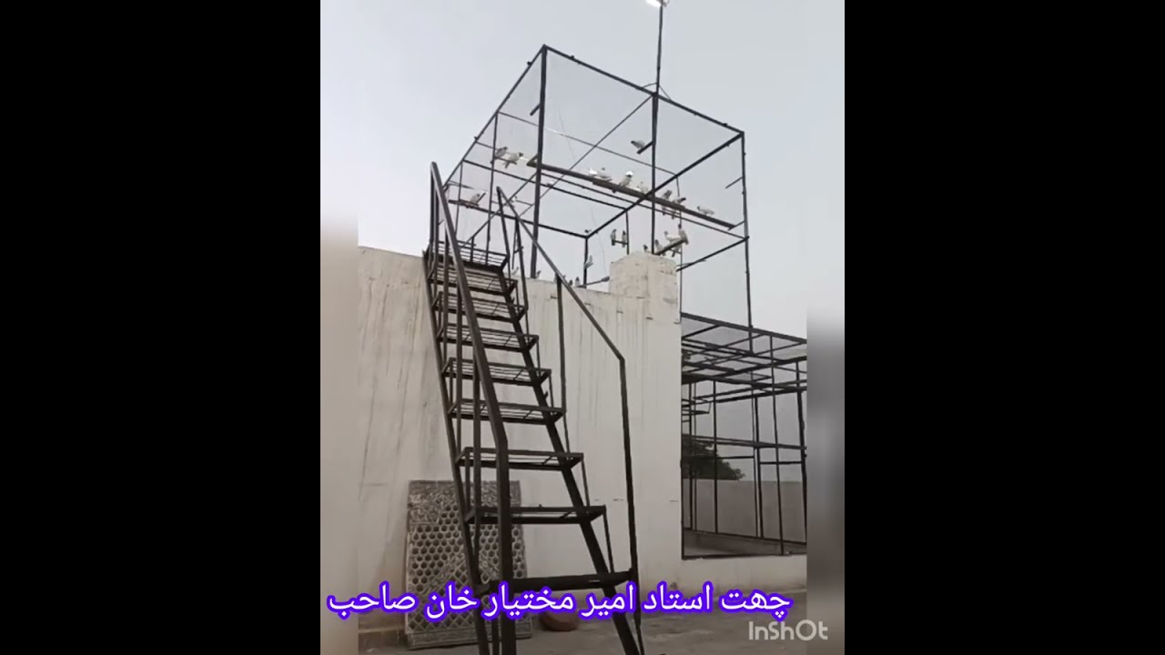 ustad ameer mukhtar khan Sb Piplan | 10 Bazi mein kabootro ke bethne ke manzar | Jeth 2023 | Landing