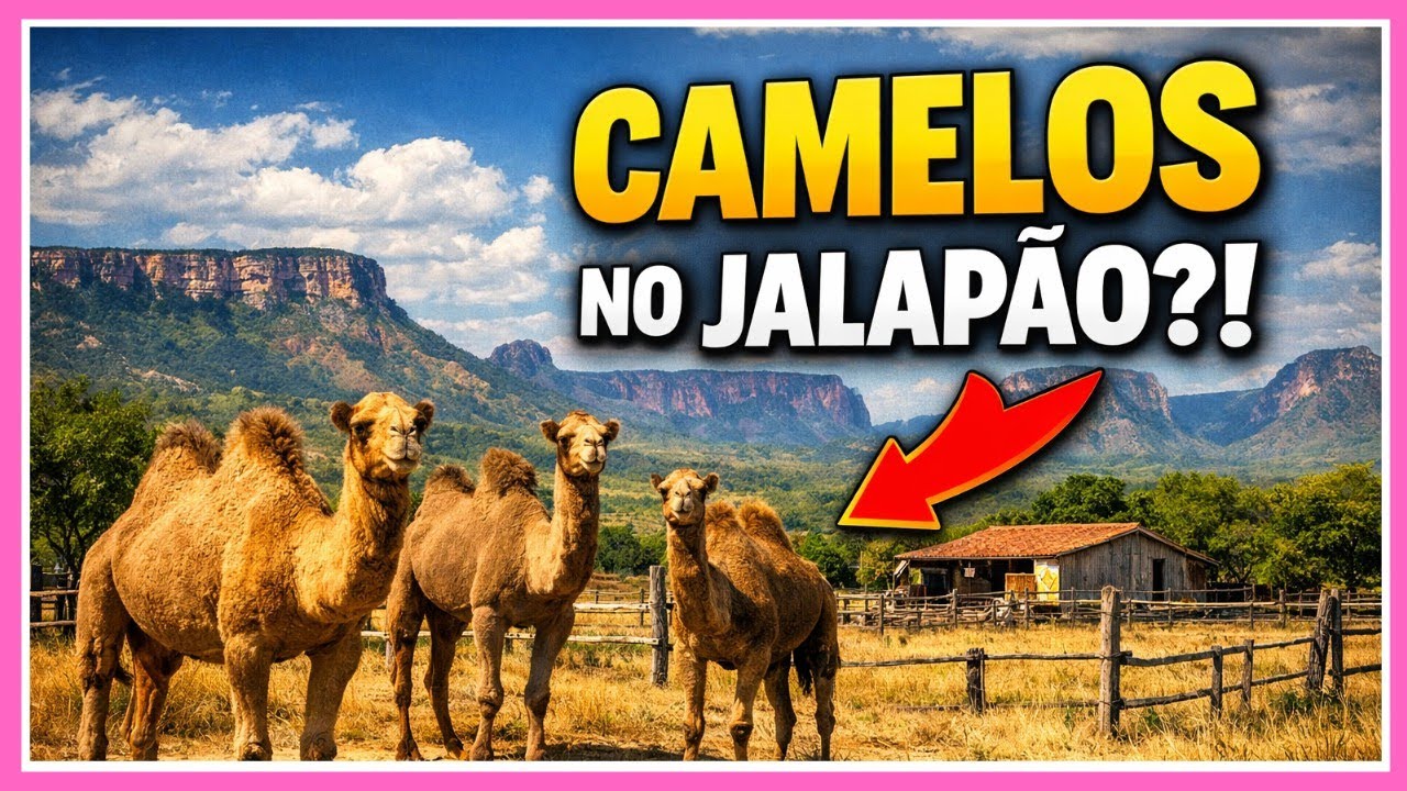 O motivo por tr&aacute;s dos camelos que viralizaram no Jalap&atilde;o!