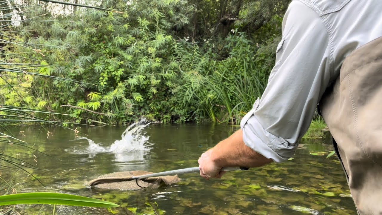 Joov trip 360( 3 lovely chub touch ledgering a very picturesque swim in a river teeming with life)