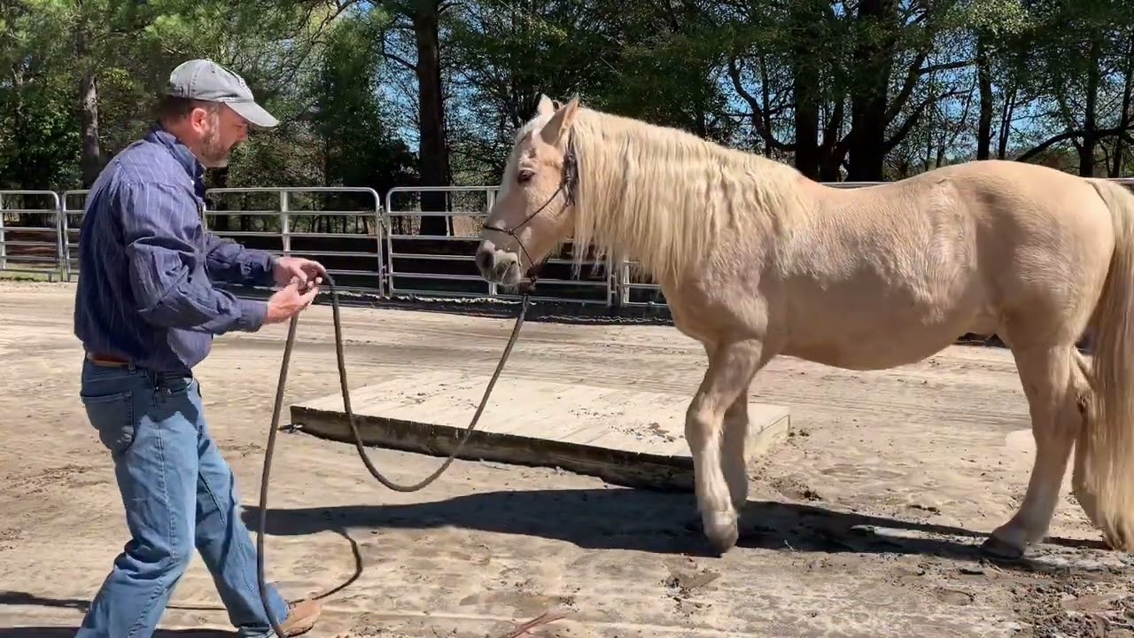 STOP pulling on your horse!