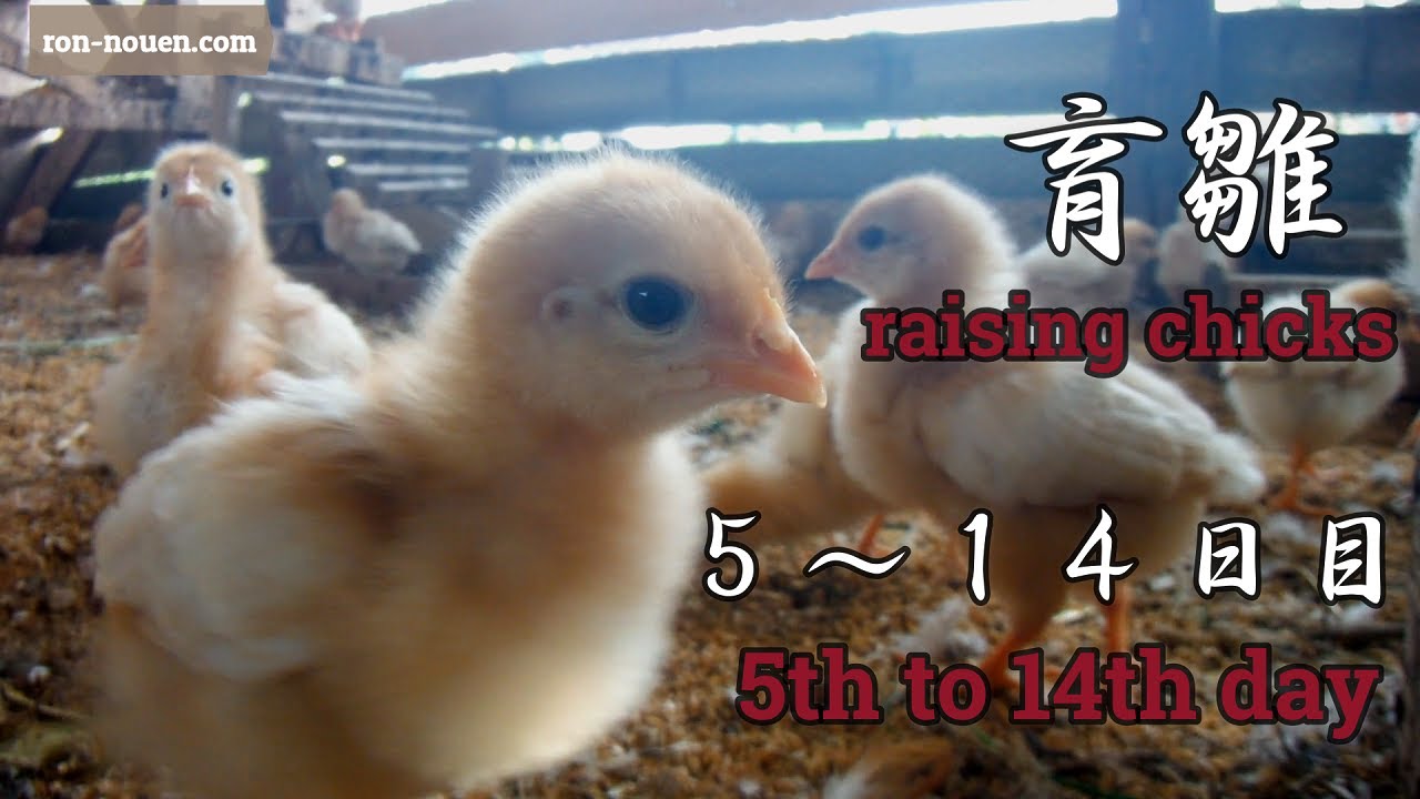 ヒヨコ5～14日目の育雛の様子【Natural Farming chicks】