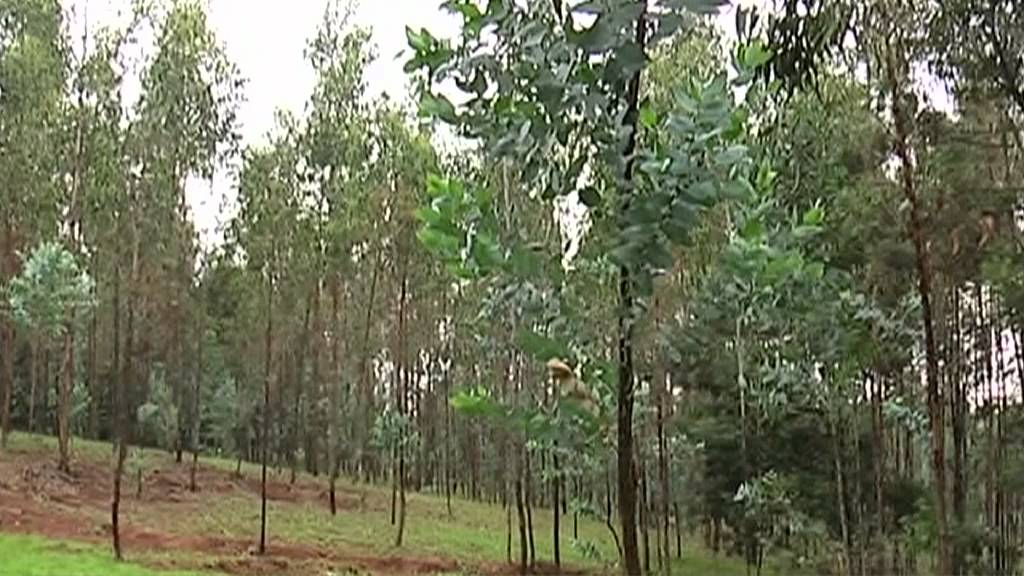 In Ethiopia, students learn environmental responsibility through active participation