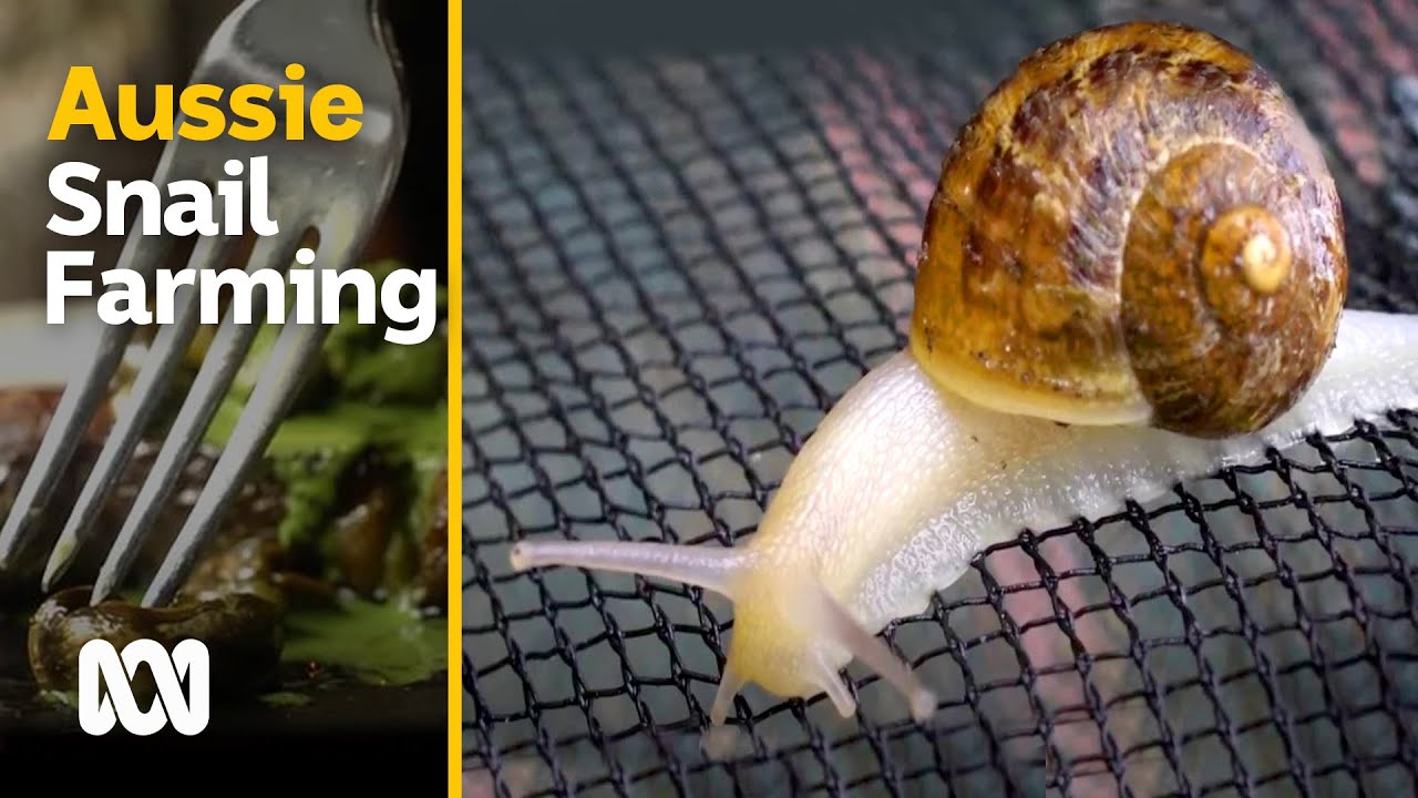 Snail farming in Australia - slow, small and sustainable | Escargot Day | ABC Australia