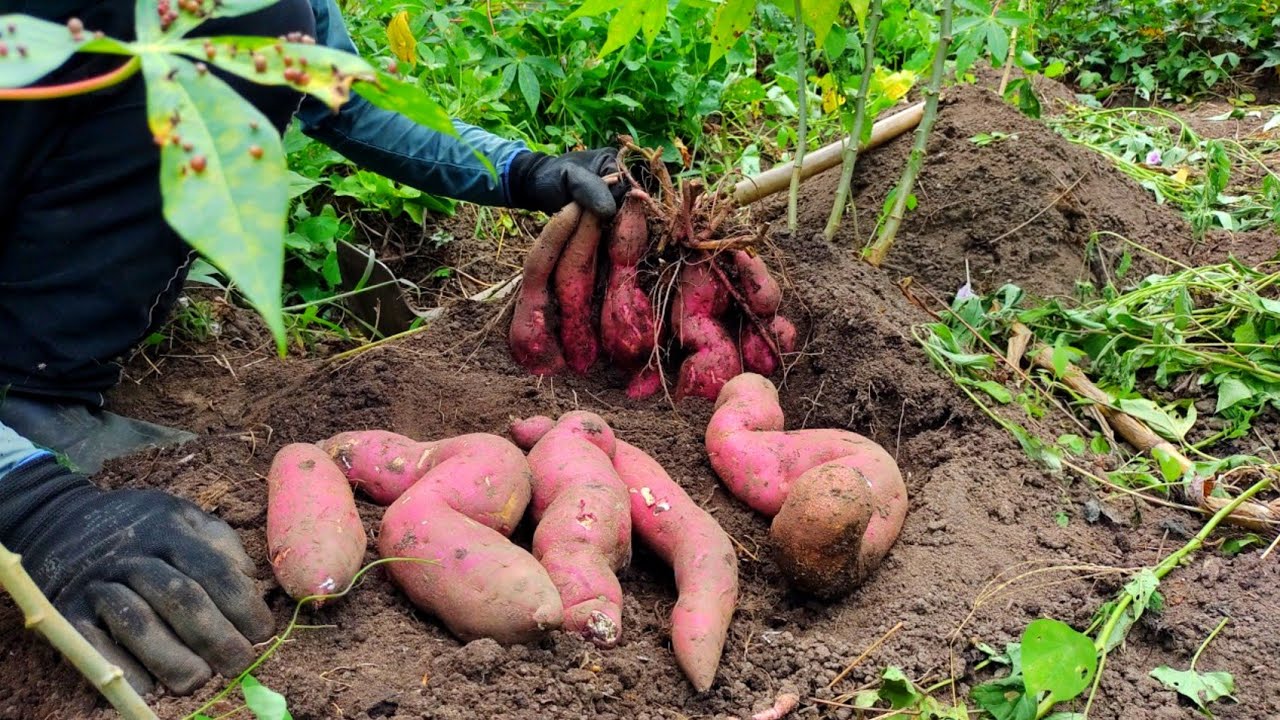esse plantio de batata doce me surpreendeu//olhem só o resultado