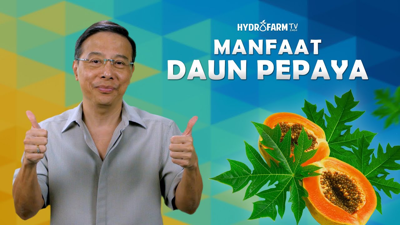 MANFAAT DAUN PEPAYA