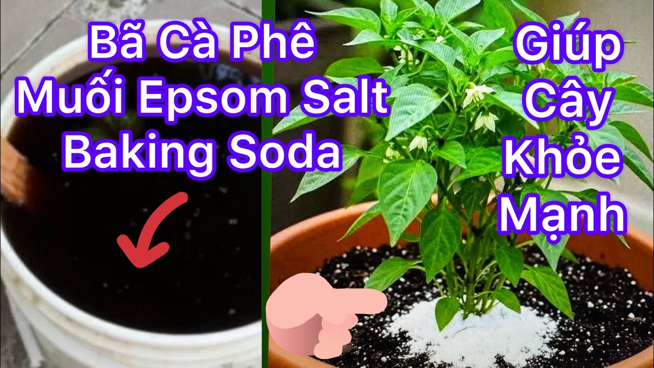 Vlog 1144 : Mỗi Ngày Chăm Sóc Khu Vườn 3 Loại Nên Dùng EpSom Salt Baking Soda Grounds Coffee