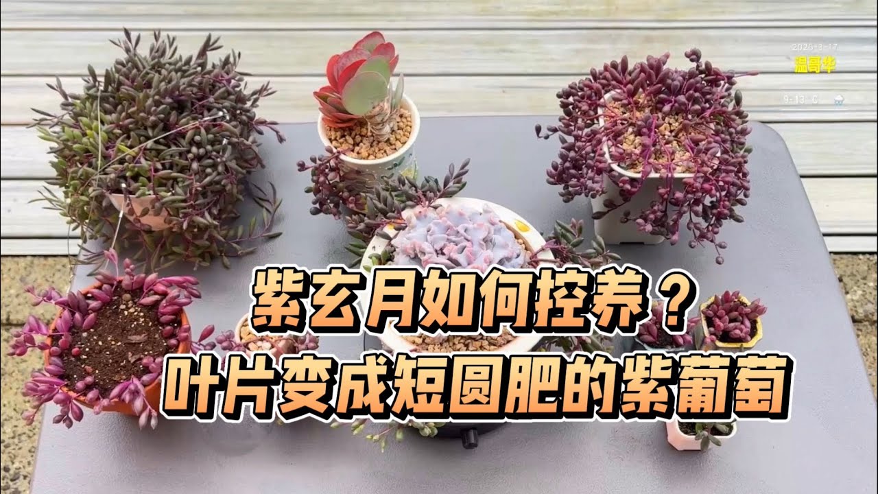 【多肉植物】紫玄月如何控养？如何变成紫葡萄葡的经验分享。