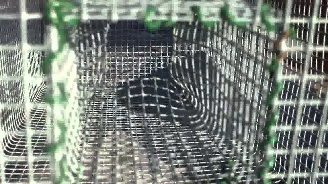 Home made eel trap