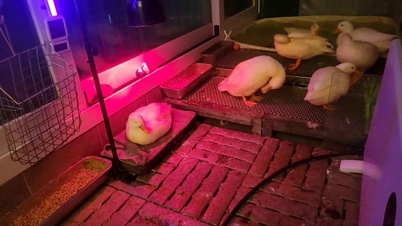 🔇  오리 라이브 | duck livestreaming