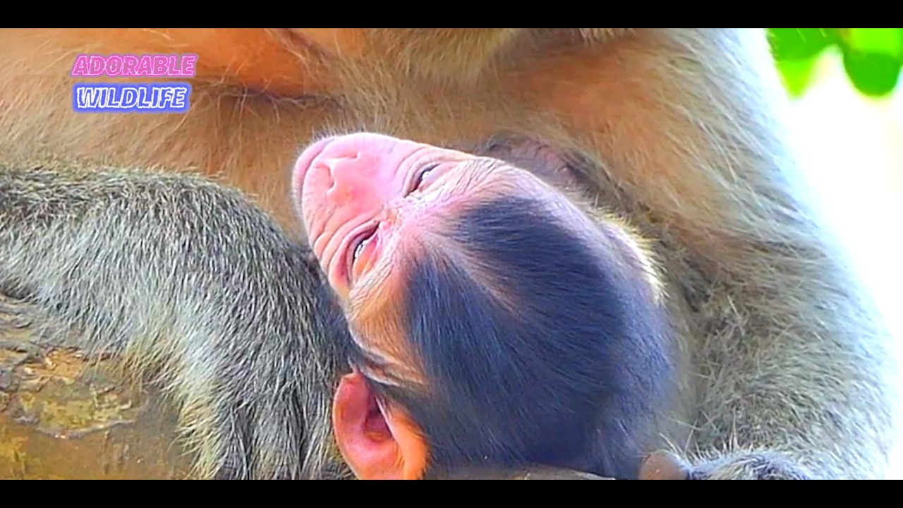 Adorable Tiny Baby Monkey Looks Very Comfortable With Mommy's Care