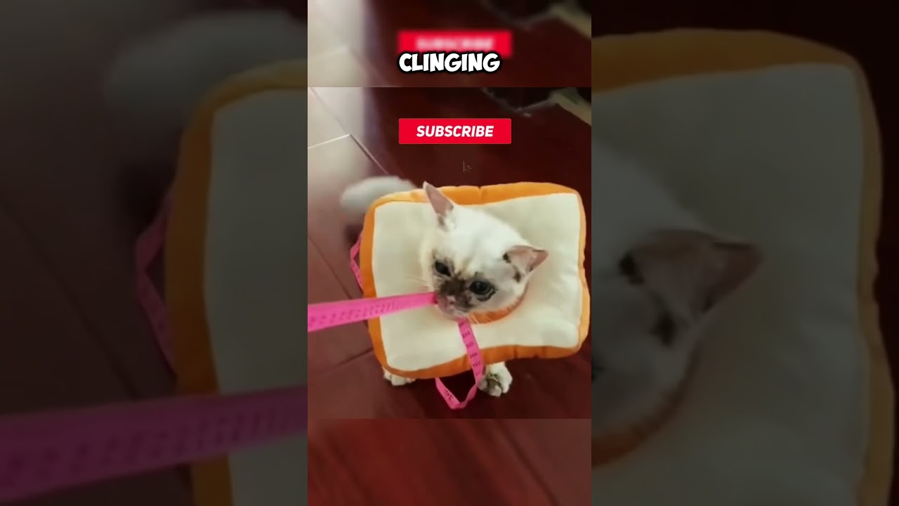 Cruelly Painted Kitten Finds Hope & Love After Heartbreaking Rescue 💛🐱 #kittenrescue #catrescue #cat