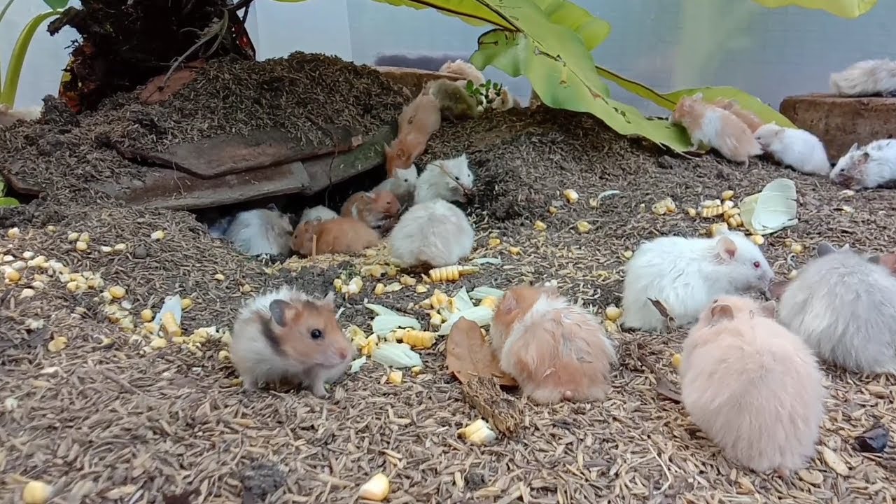 HUNDREDS OF SYRIAN HAMSTERS NESTING IN GARDEN / RATUSAN HAMSTER SYIRIAN BERSARAND DI TAMAN