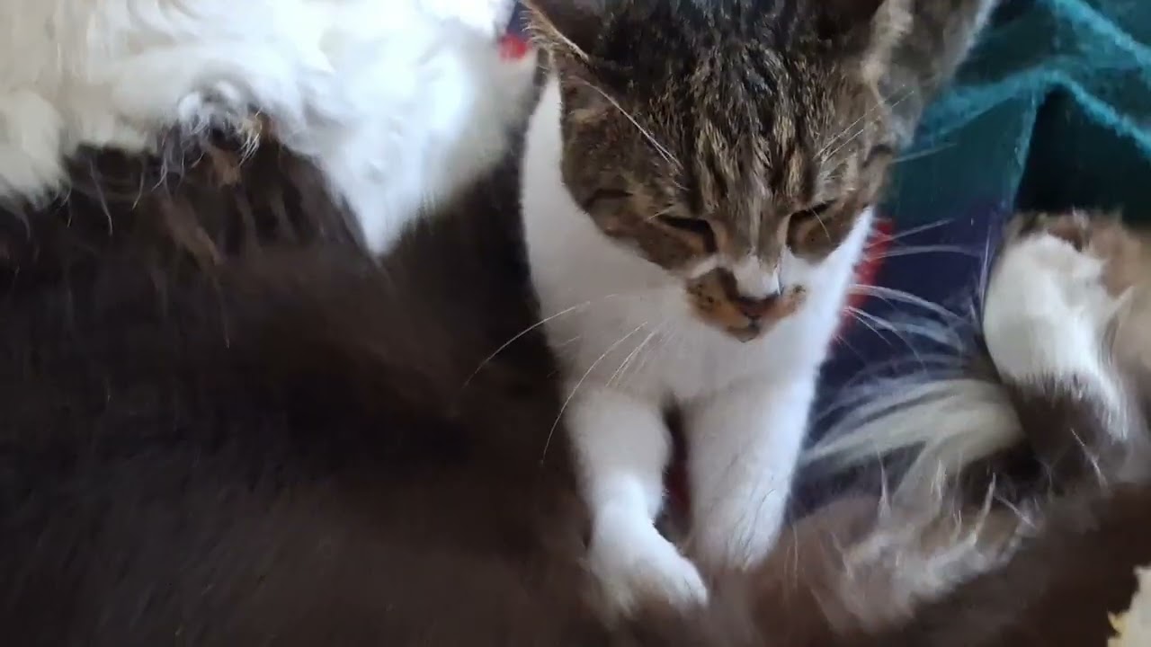 09.11.2024 - Ceilidh macht den Milchtritt und sabbert 🥰