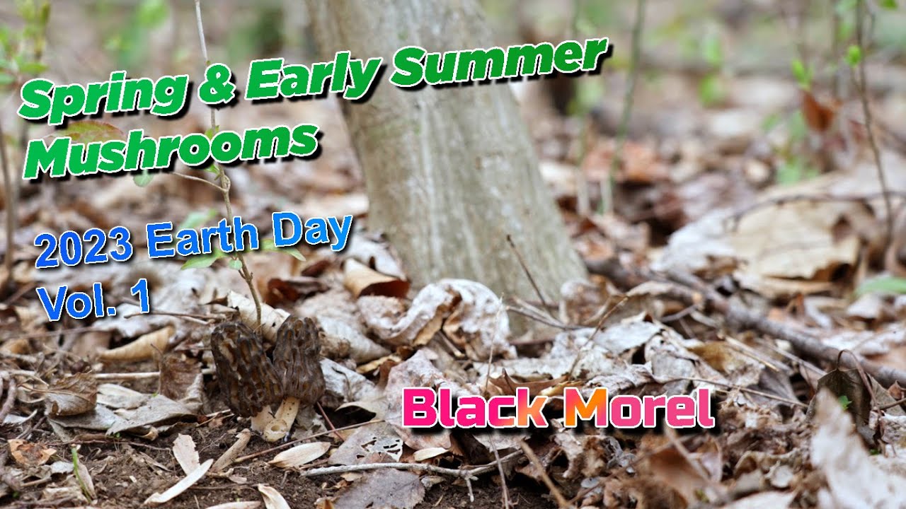 Mushrooms in spring and early summer, New Jersey and New York