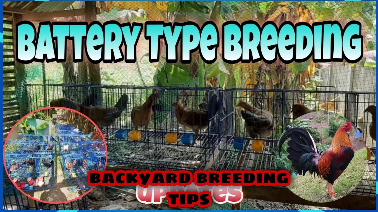 Battery type of Breeding Tips and suggestion |Backyard Breeding