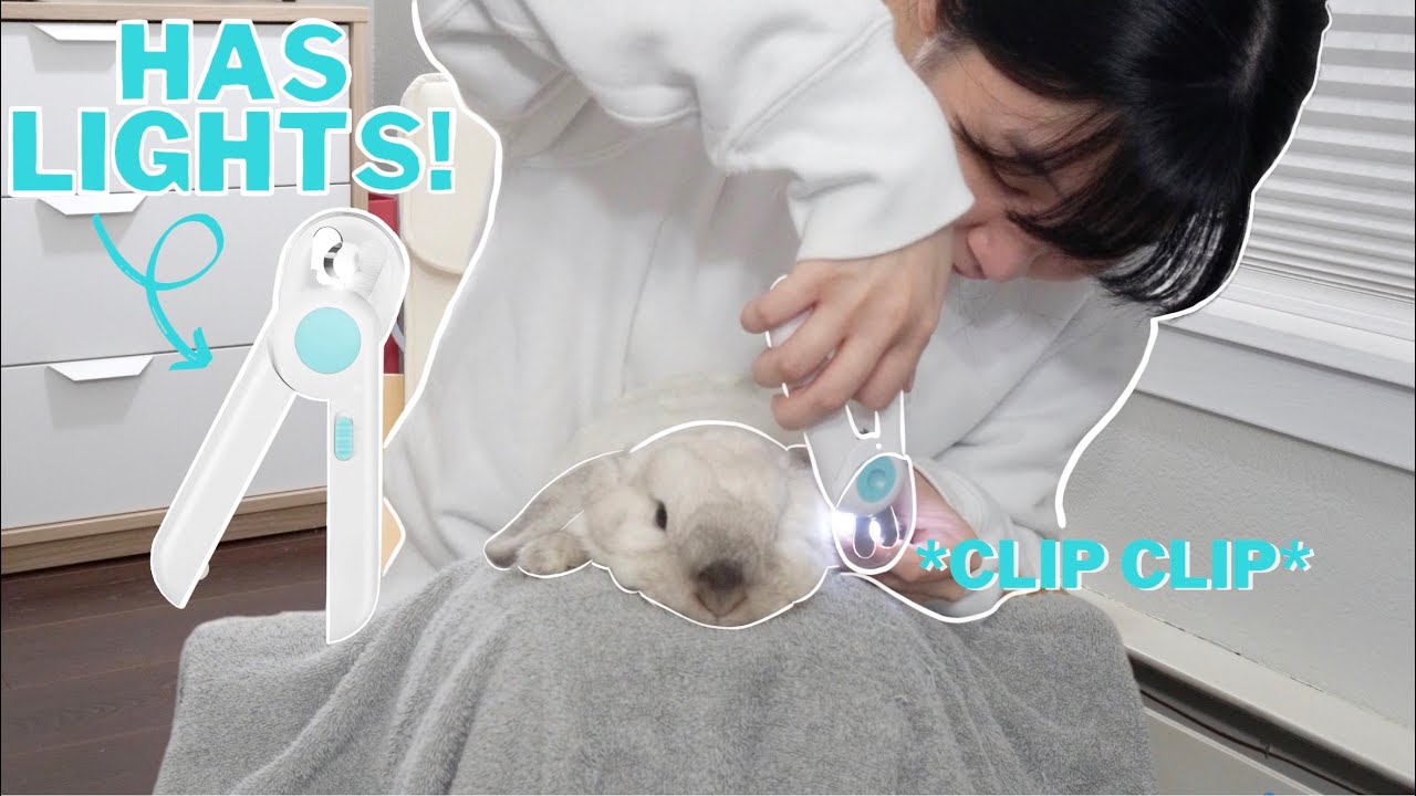 Bunny Pawdicure | How I Trim My Bunny's Nails