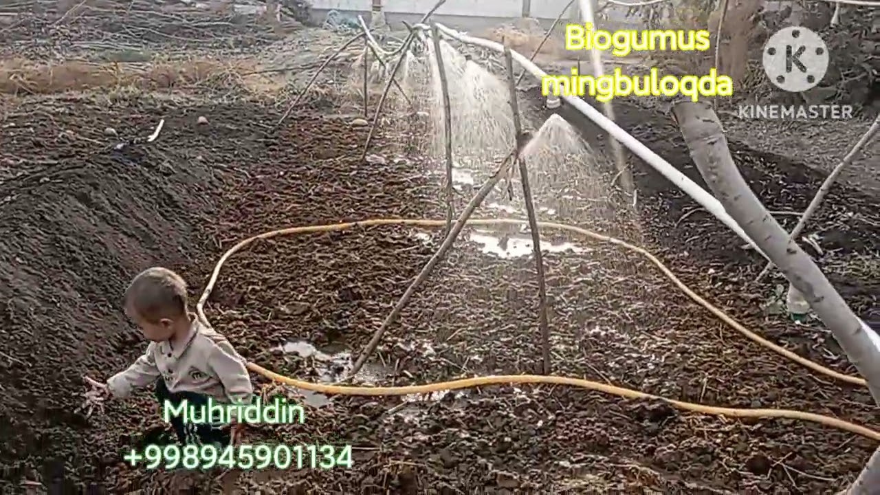 Biogumuslarni  elashga tayorlash jarayoni