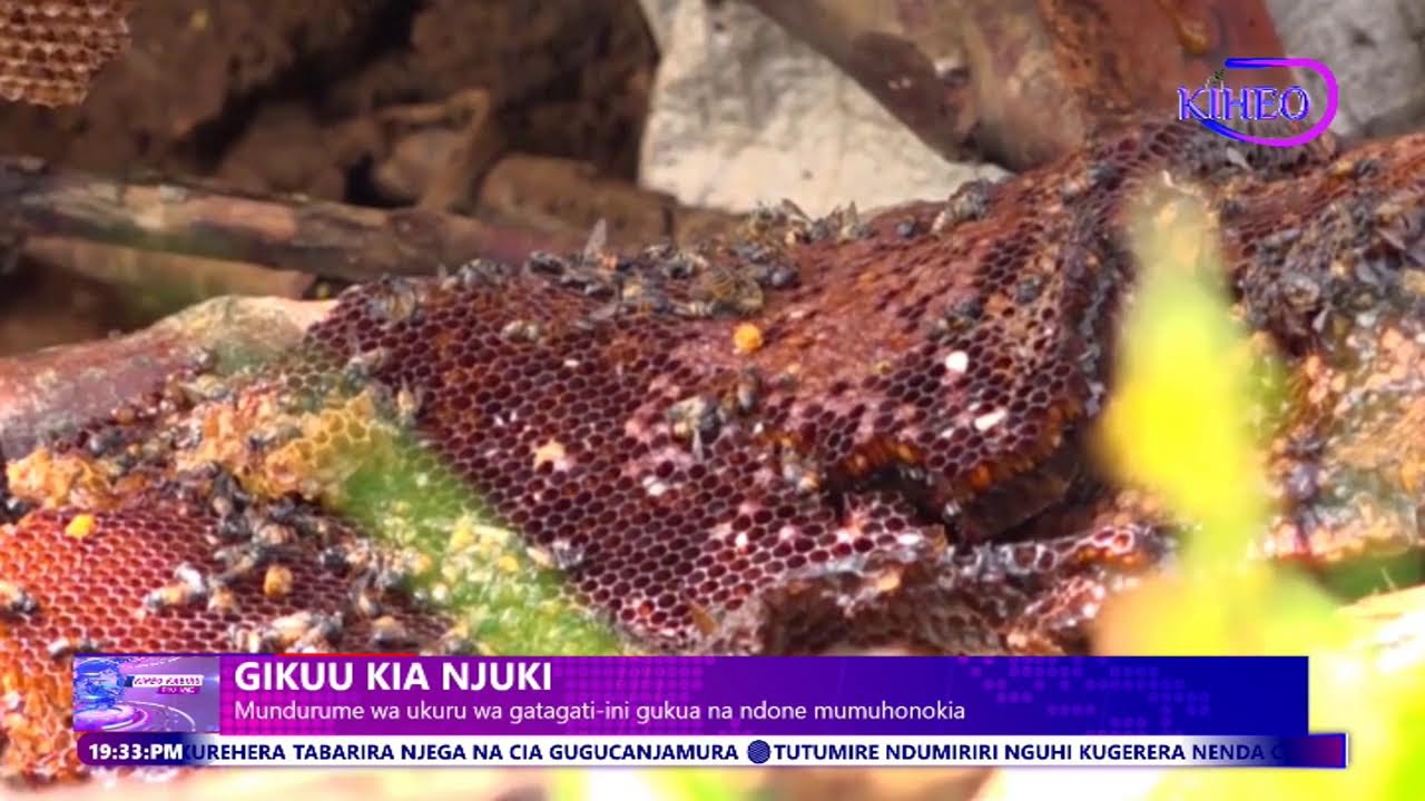 MOHORO MA KIHEO TV