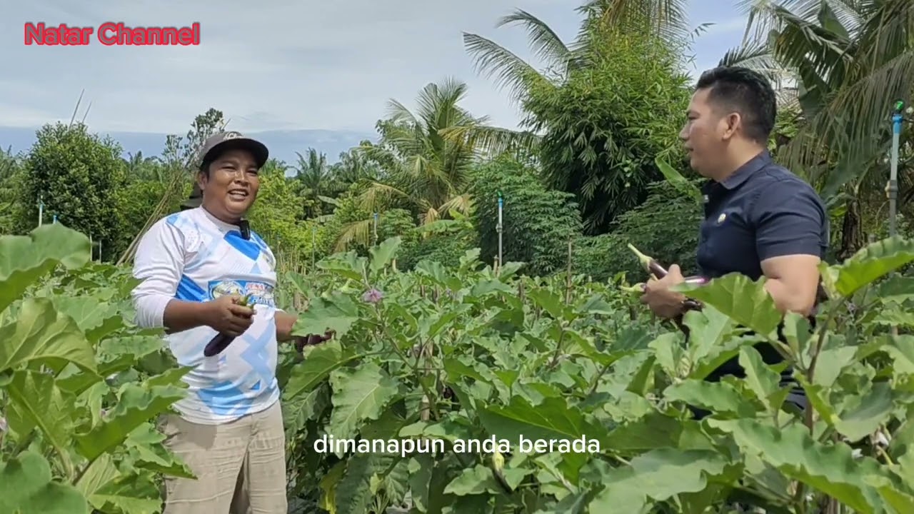 Bertanam Terong Ungu dengan Menggunakan Pupuk Plant Catalyst 2006