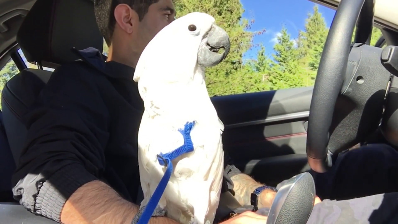 Our funny cockatoo trip to Vancouver BC-Sunny day