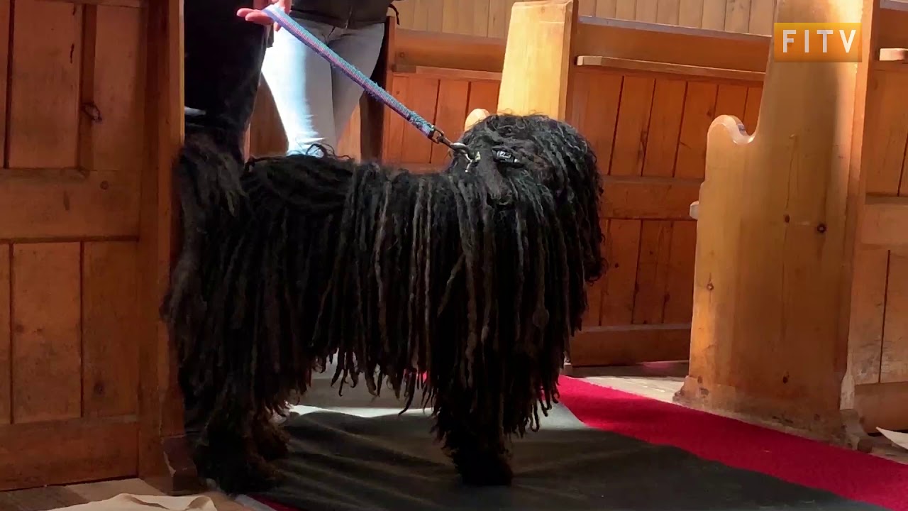 Falklands Parish Host a Special Pet Service at The Christ Church Cathedral