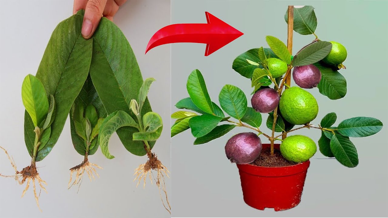 HOT TIP: Propagate a guava tree that has only one leaf and will grow extremely well using cookies