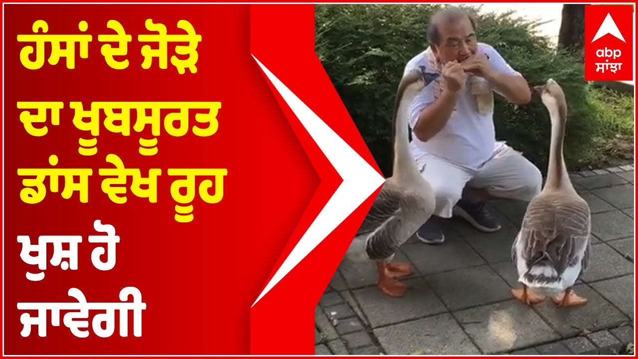 Geese Dance while man play music | Hermonica | Abp Sanjha | Punjabi News | Viral Video