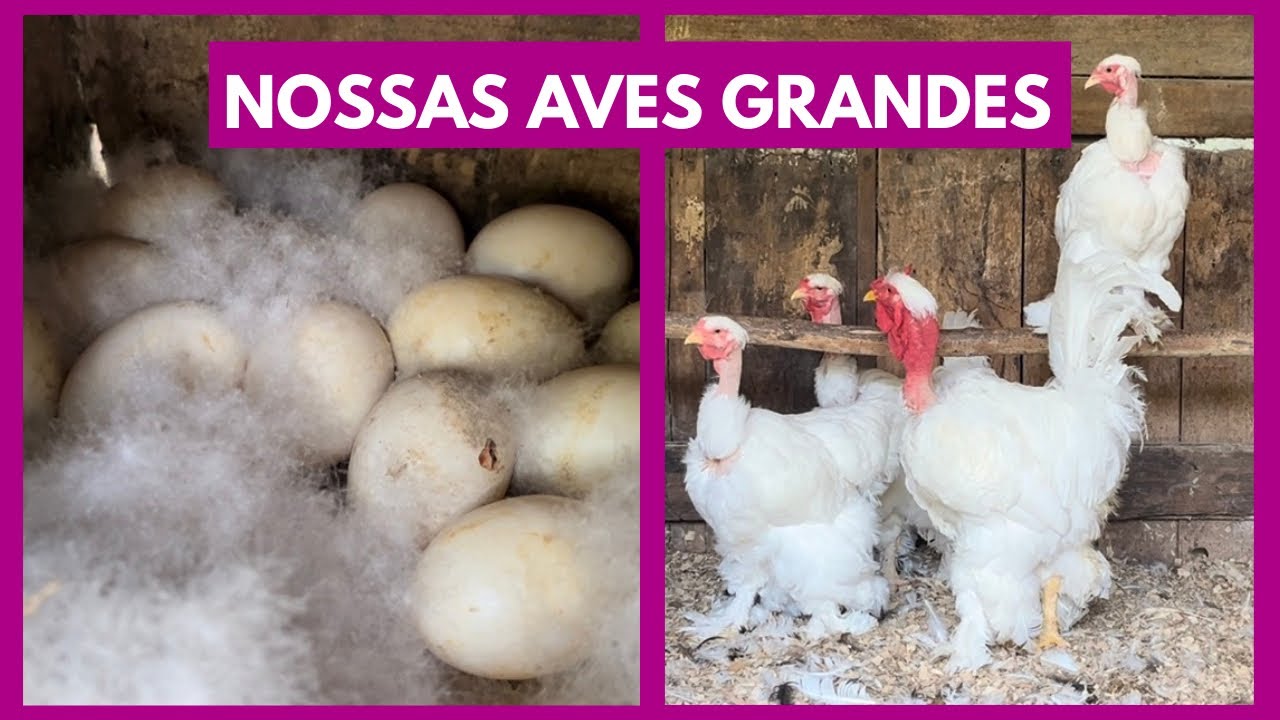 Encontramos dois ninhos no galinheiro | Coração Campeiro