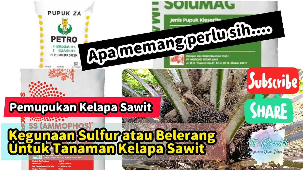 Kegunaan Sulfur atau Belerang untuk Tanaman Kelapa Sawit