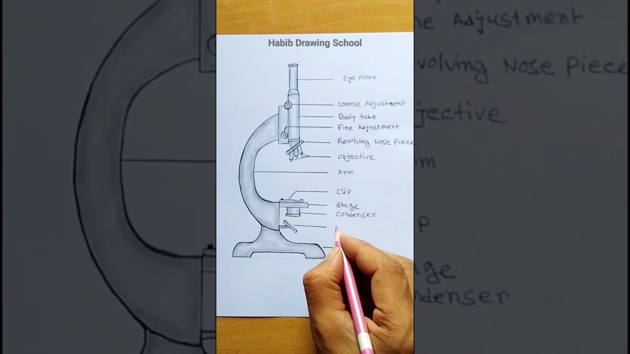 Microscope Drawing #microscopedrawing #shorts #biology