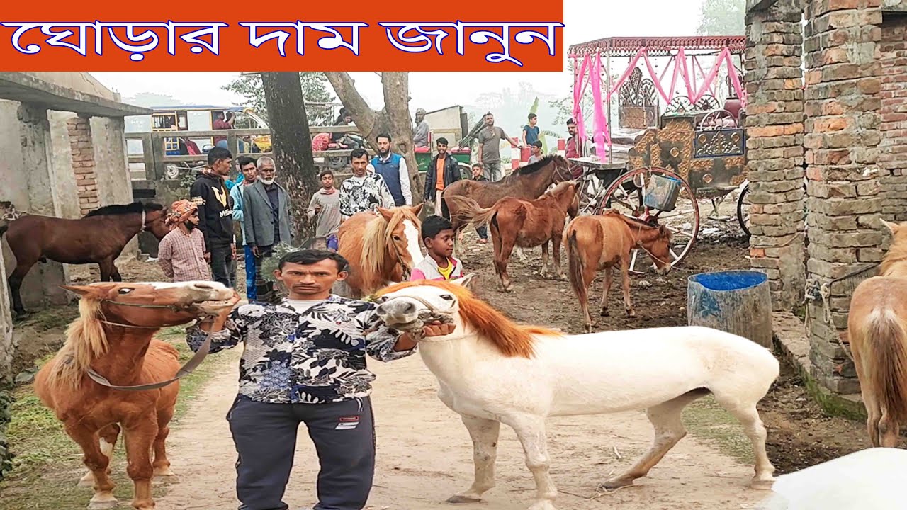 নরসিংদীর পুটিয়া মোরের শাহালম ভাইয়ের ঘোড়ার খামার থেকে ঘোড়ার দাম জানুন ।@SafolloTv