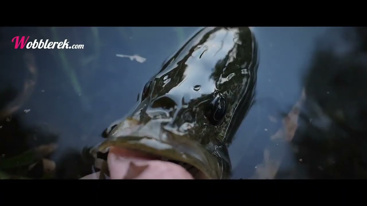 A Felszíni és Bokorugró Béka - Molix Rattlin' Pop Frog top water bait