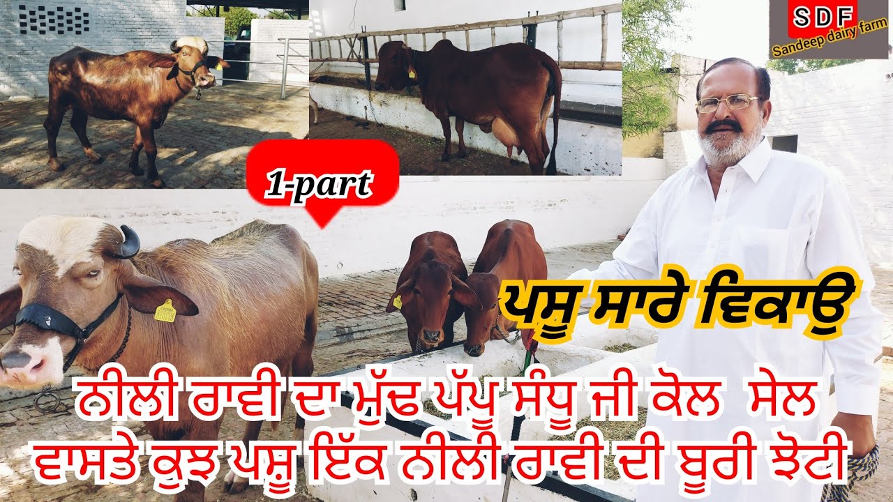23 May 2022#ਨੀਲੀ ਰਾਵੀ ਦਾ ਮੁੱਢ ਪੱਪੂ ਸੰਧੂ ਜੀ ਕੋਲ ਸੇਲ ਵਾਸਤੇ ਕੁਝ ਪਸ਼ੂ ਇੱਕ ਨੀਲੀ ਰਾਵੀ ਦੀ ਬੂਰੀ ਝੋਟੀ#SANDEEP